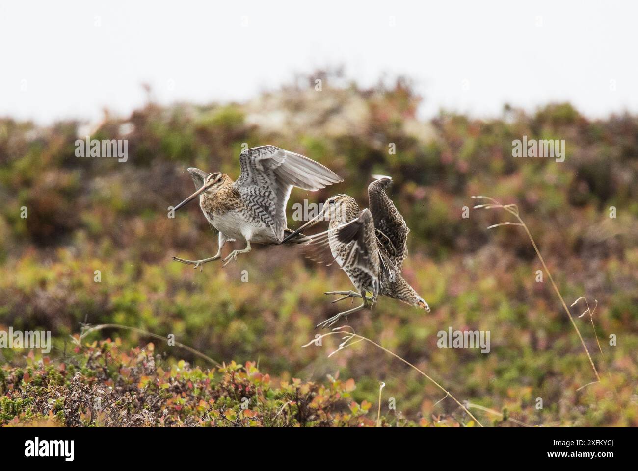 Zwei Männer kämpfen um ein Weibchen und Territorium. Porsanger, Finmark, Norwegen. Stockfoto