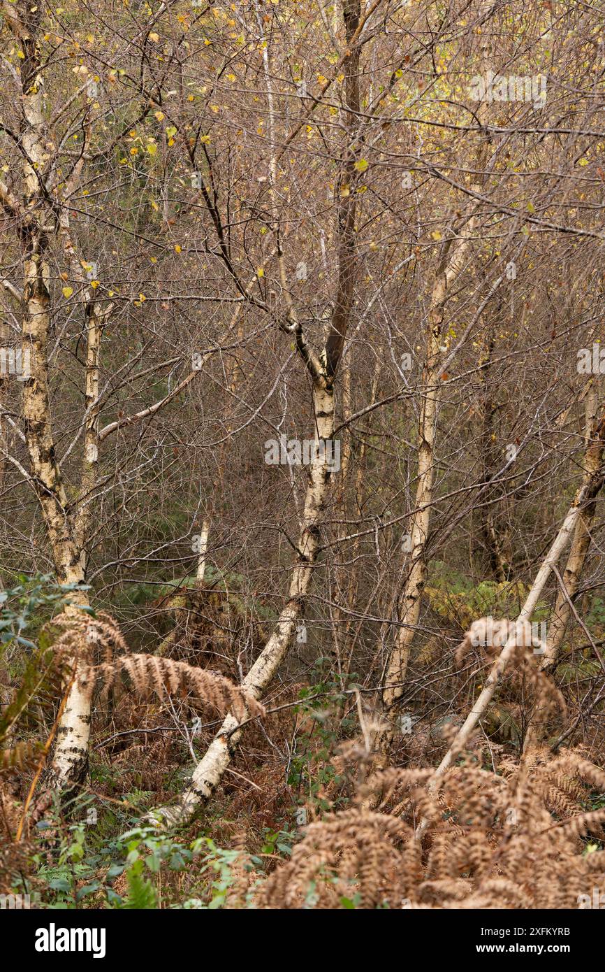 Mischwald in Mortimer Forest, Ludlow, Shropshire, Großbritannien Stockfoto