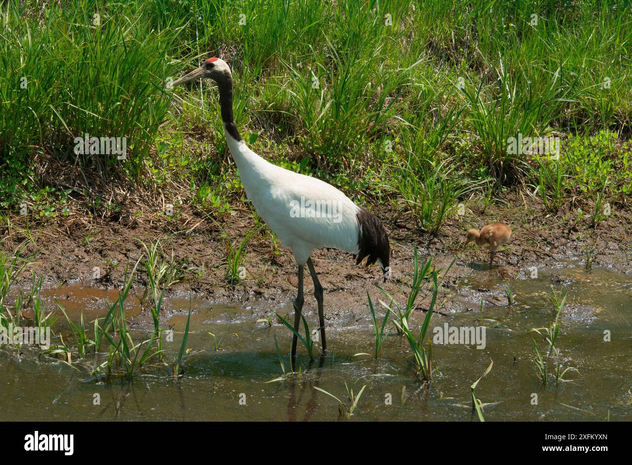 Rotkräne (Grus japonensis), Erwachsene und Küken, Hokkaido, Japan Stockfoto