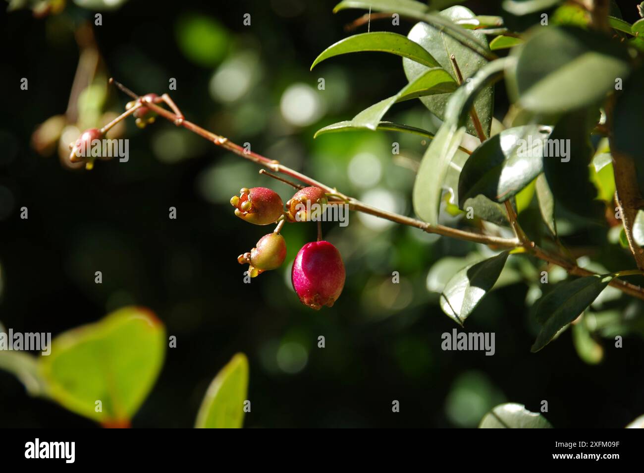 Dunkelrosafarbene Frucht eines syzygium australe (Pinselkirsche, Buschkirsche, Bach lilly-Pilly oder Wasserergum), eines Regenwaldbaums, der an der Ostküste, NSW, beheimatet ist Stockfoto