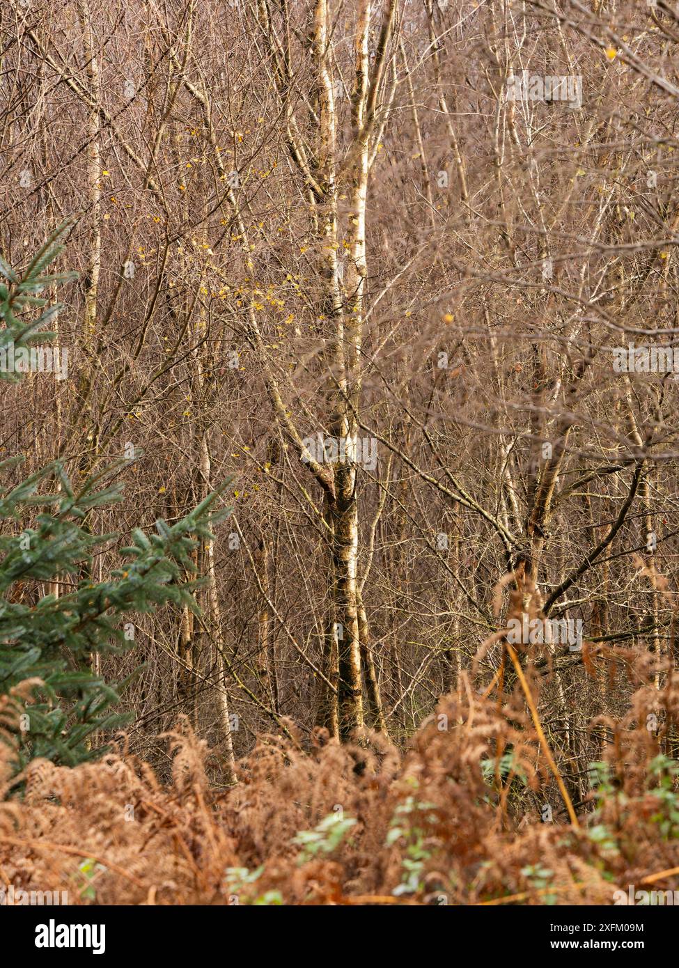 Mischwald in Mortimer Forest, Ludlow, Shropshire, Großbritannien Stockfoto