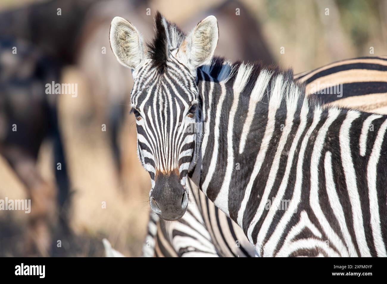 Zebra. Stockfoto