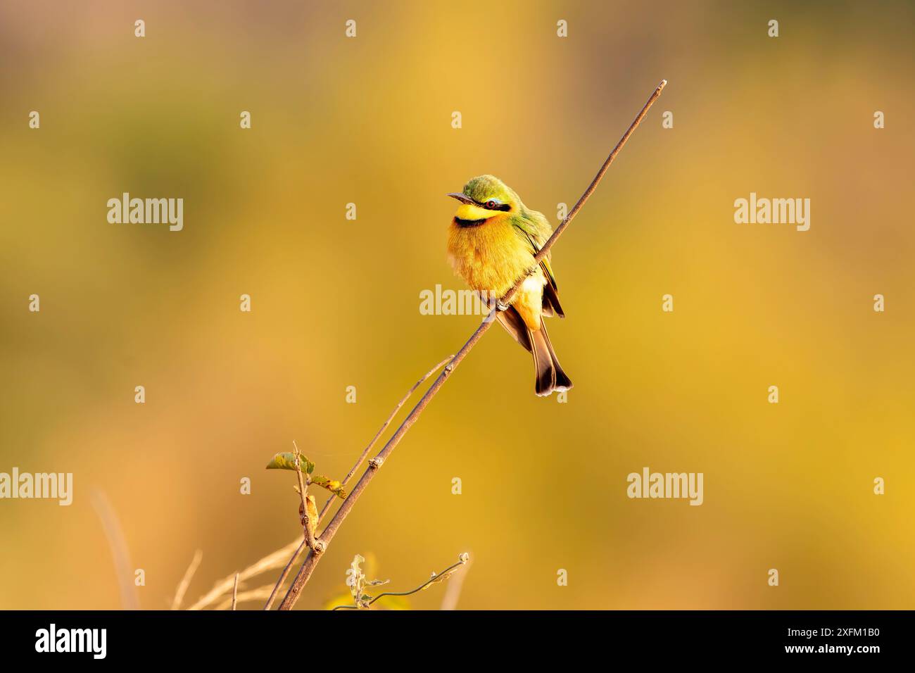 Bienenfresser. Stockfoto