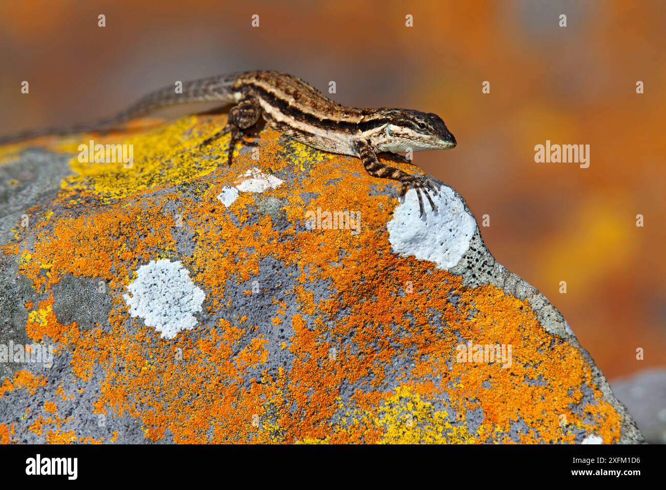 Clarion Lizard (Urosaurus claronensis) weiblich, IUCN verletzlich, Clarion Island, Revillagigedo Archipel Biosphärenreservat / Archipielago de Revillagigedo UNESCO-Weltkulturerbe (Socorro-Inseln), Pazifik, Westmexiko, Januar Stockfoto