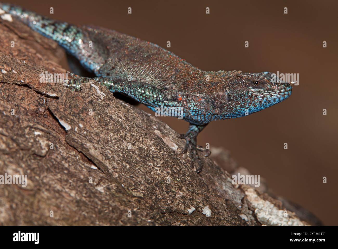 Socorro Lizard (Urosaurus auriculatus), Socorro Island, Revillagigedo Archipel Biosphärenreservat / Archipielago de Revillagigedo UNESCO-Weltkulturerbe (Socorro-Inseln), Pazifik, Westmexiko, IUCN gefährdet, Oktober Stockfoto