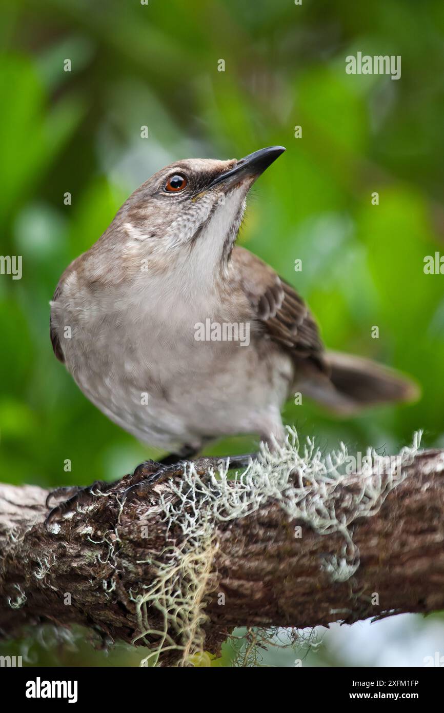 Socorro Mockingbird (Mimus graysoni), Socorro Island, Revillagigedo Archipel Biosphärenreservat / Archipielago de Revillagigedo UNESCO-Weltkulturerbe (Socorro-Inseln), Pazifik, Westmexiko, IUCN Critically Endangered, Oktober Stockfoto