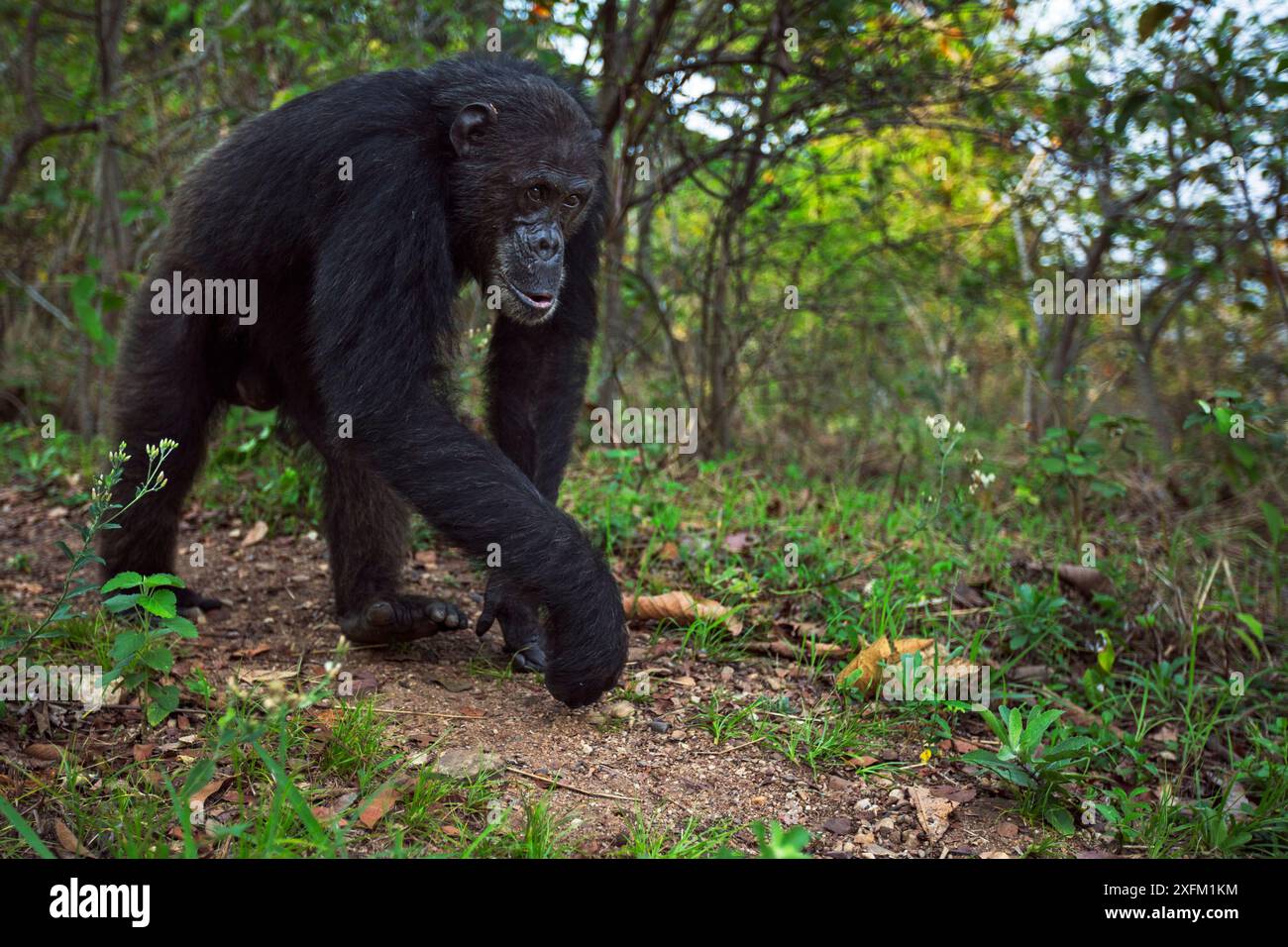 Östlicher Schimpanse (Pan troglodytes schweinfurtheii), männlicher Frodo im Alter von 36 Jahren, der auf einem Pfad spaziert. Gombe-Nationalpark, Tansania. Stockfoto