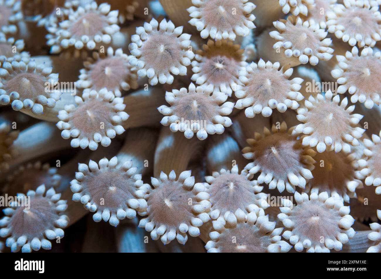 Korallenpolypen (Goniopora sp) ausgedehnt. Lembeh-Straße, Nord-Sulawesi, Indonesien. Stockfoto