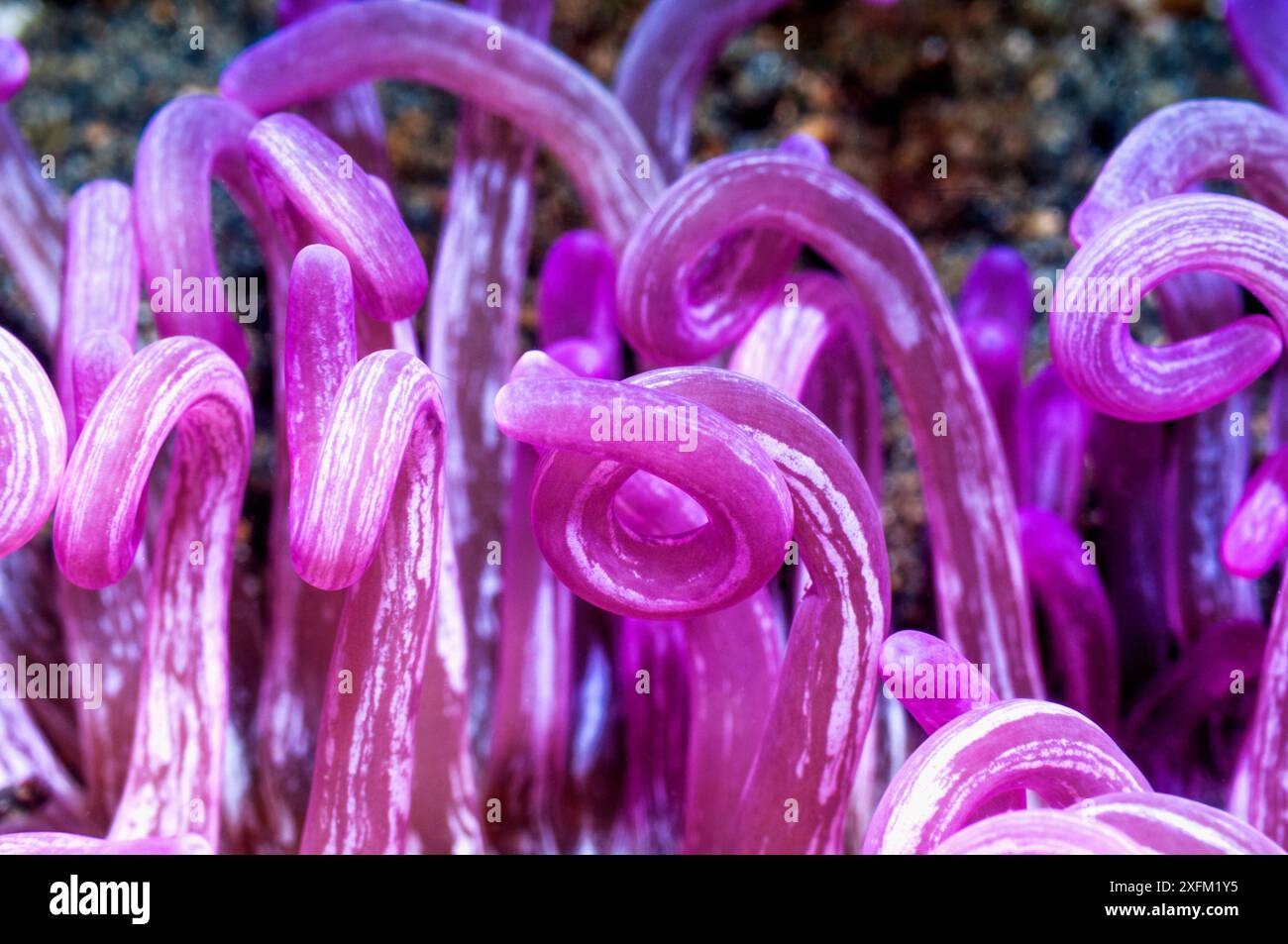 Korkenschraubenanemon (Macrodactyla doreensis). Lembeh-Straße, Nord-Sulawesi, Indonesien. Stockfoto