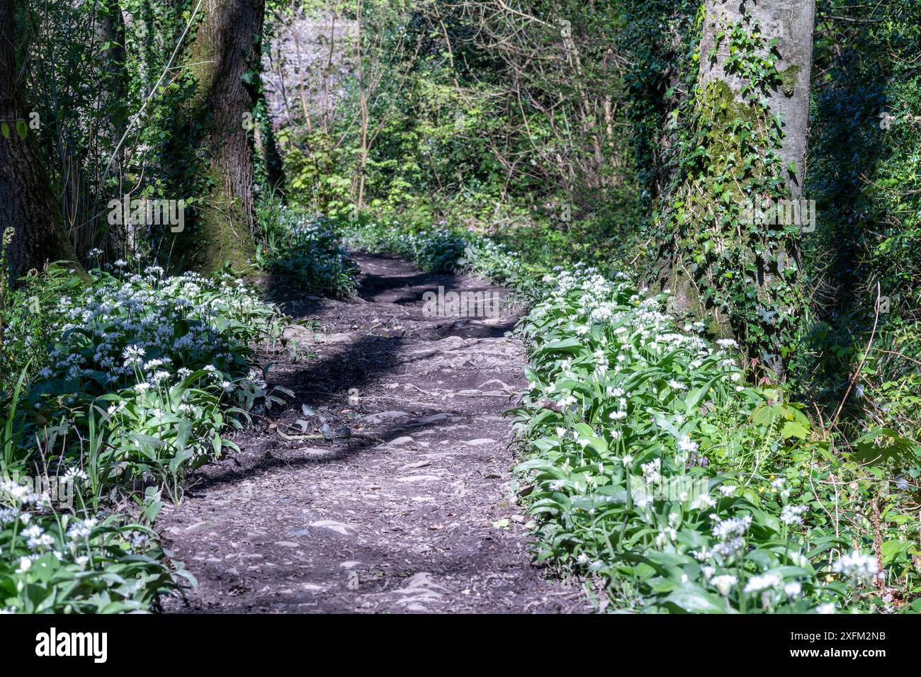 Blick auf den Alten Abschlepppfad, neben dem historischen Rolle Kanal und in Richtung der Alten Roving Bridge. Torrington Commons, Great Torrington, Devon Stockfoto Blick auf den Alten Abschlepppfad, neben dem historischen Rolle Kanal und in Richtung der Alten Roving Bridge. Torrington Commons, Great Torrington, Devon Stockfoto