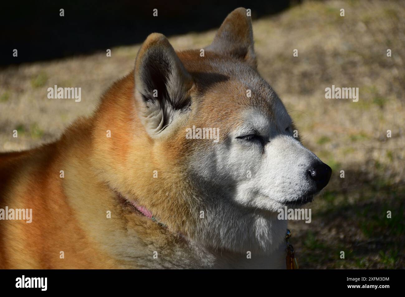Nahaufnahme eines flauschigen Shiba Inu Hundes, der im Gras liegt Stockfoto