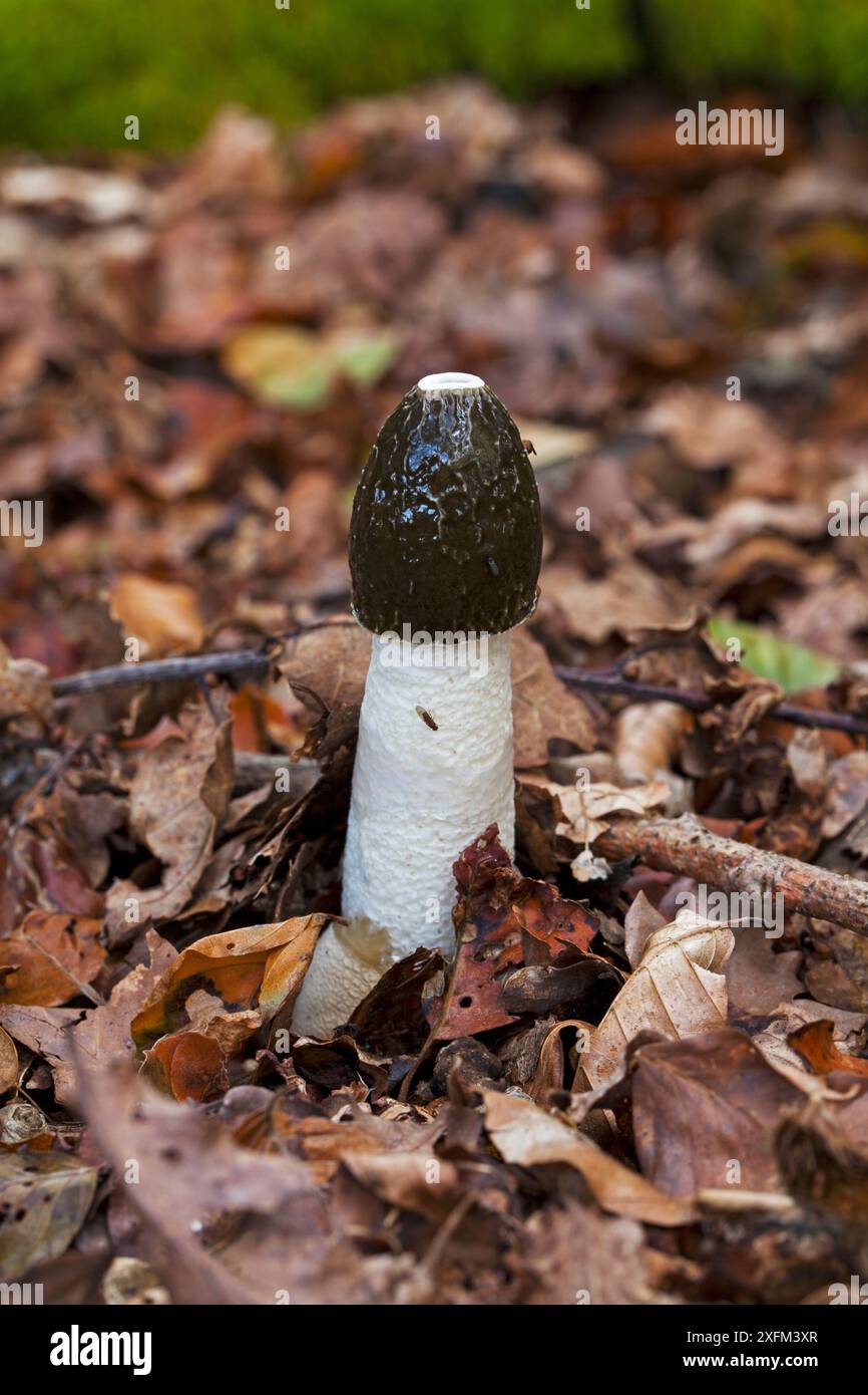 Stinkhornpilz (Phallus impudicus) in Blattstreu, Anderwood Inclosure, New Forest National Park, Hampshire, England, Vereinigtes Königreich. Oktober 2014. Stockfoto