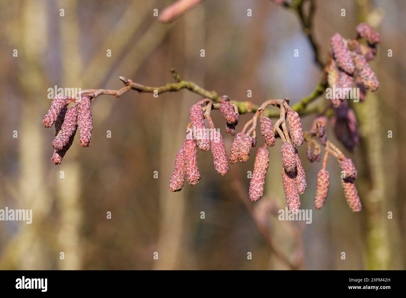 Alder (Alnus glutinosa) Catkins, Testwood Lakes Reserve, Hampshire und Isle of Wight Wildlife Trust Reserve Southampton, Hampshire, England, Großbritannien, Februar 2016. Stockfoto