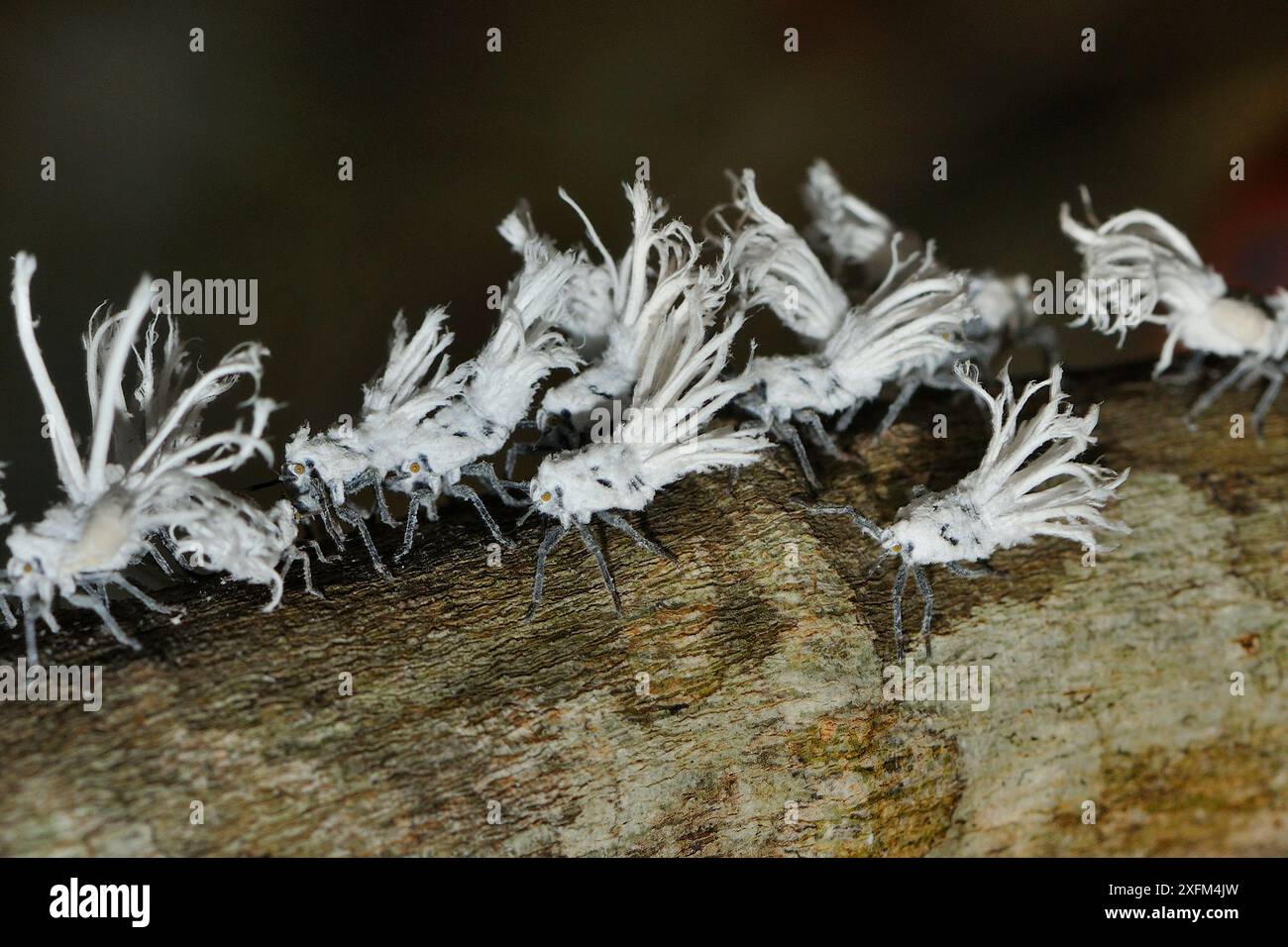 Madagassische Flatide Käfer (Phromnia rosea) auf einem Zweig, Madagaskar Stockfoto