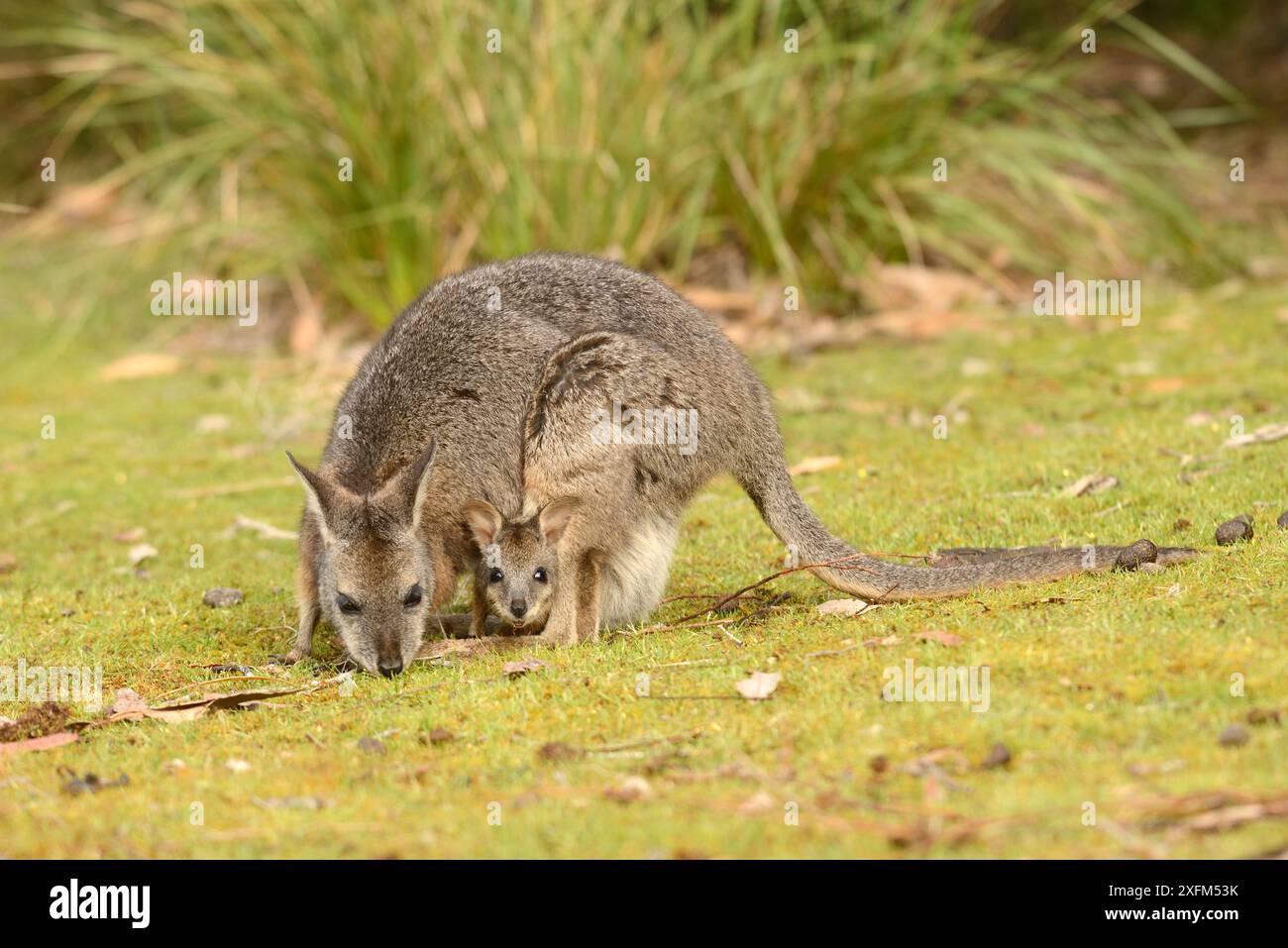 Tammar Wallaby (Macropus eugenii) Weibchen mit joey im Beutel. Südaustralien Stockfoto