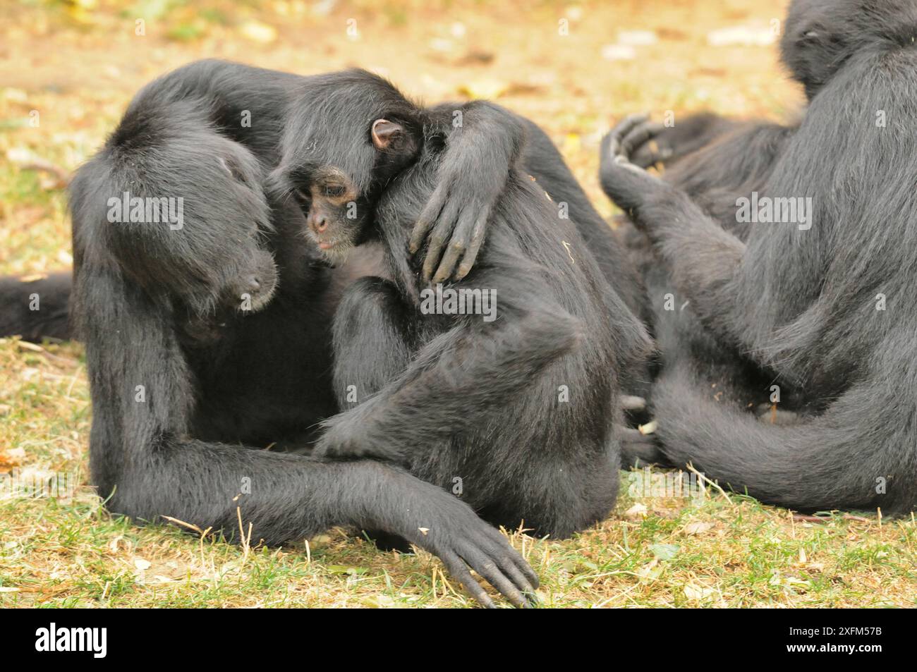Kolumbianische Spinnenaffen (Ateles fusciceps rufiventris) umarmen sich gegenseitig, gefangen. Bedrohte Tierarten. Stockfoto