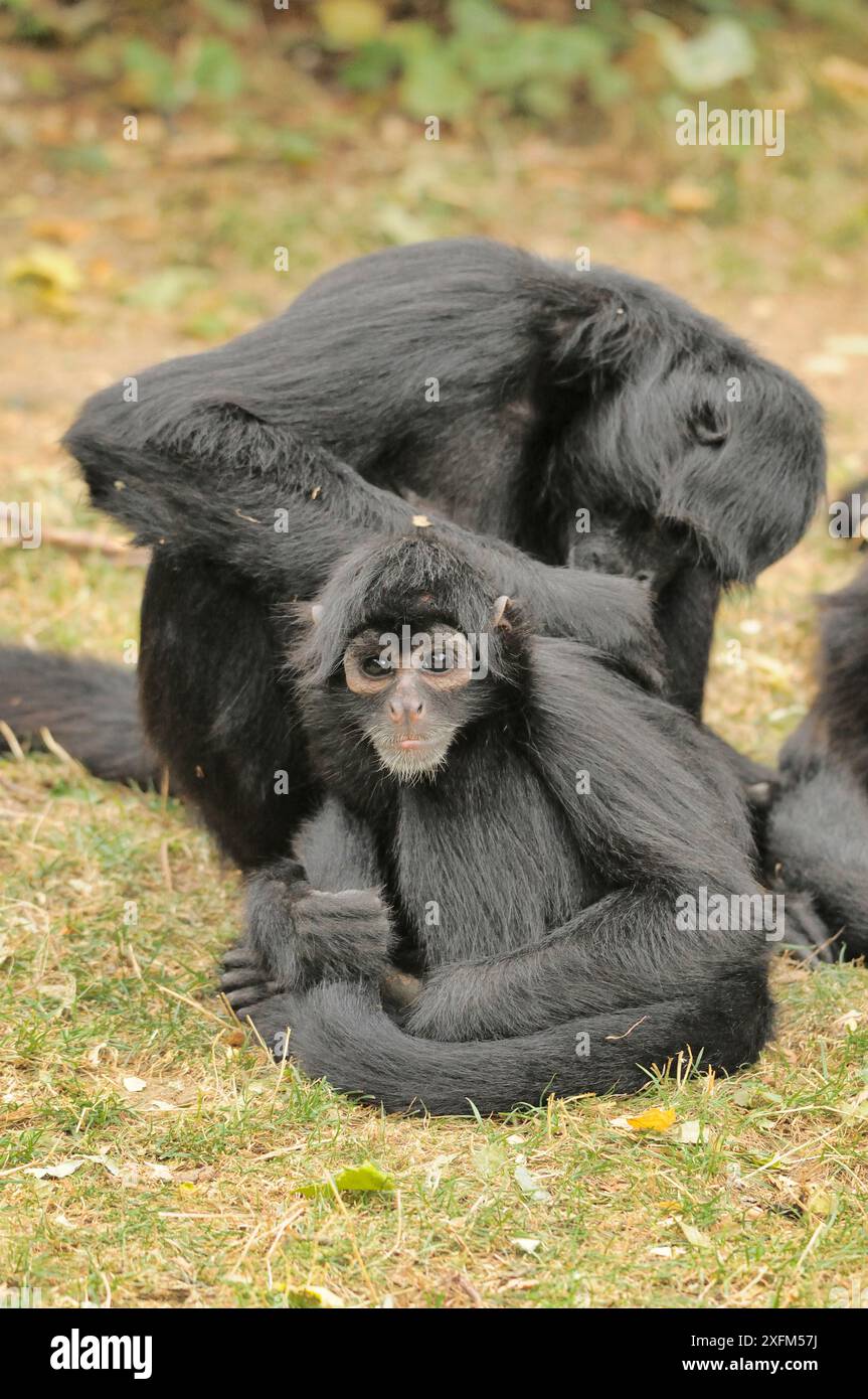 Kolumbianischer Spinnenaffen (Ateles fusciceps rufiventris), der einen anderen, Gefangenen pflegt. Bedrohte Tierarten. Stockfoto