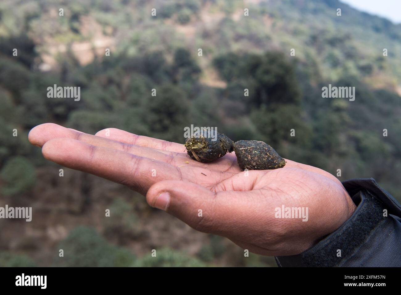 Roter Panda (Ailurus fulgens) Kot. Singalila-Nationalpark, Westbengalen, Indien Stockfoto