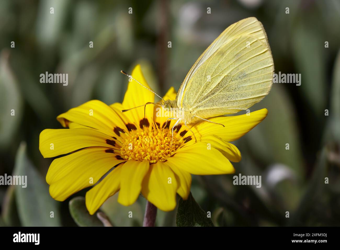 Kleines weiß (Pieris rapae) auf einem gelben Gazania, Schatzblume Stockfoto