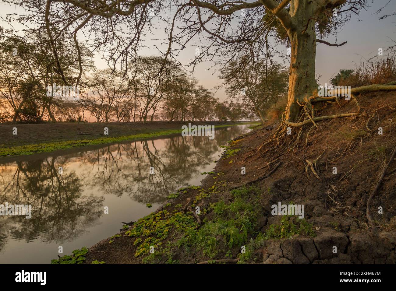 Mussicadzi River, gesäumt von Fieberbäumen (Vachellia xanthophloea) im Gorongosa Nationalpark, Mosambik. Stockfoto