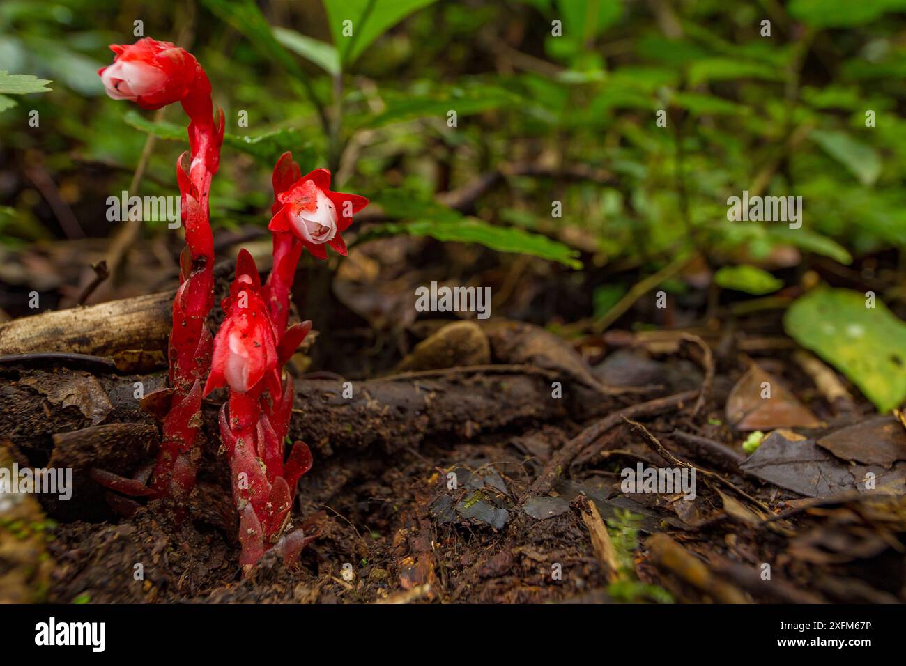 Indische Rohrpflanze (Monotropa sp.) Im Monteverde Cloud Forest Reserve, Costa Rica. Stockfoto