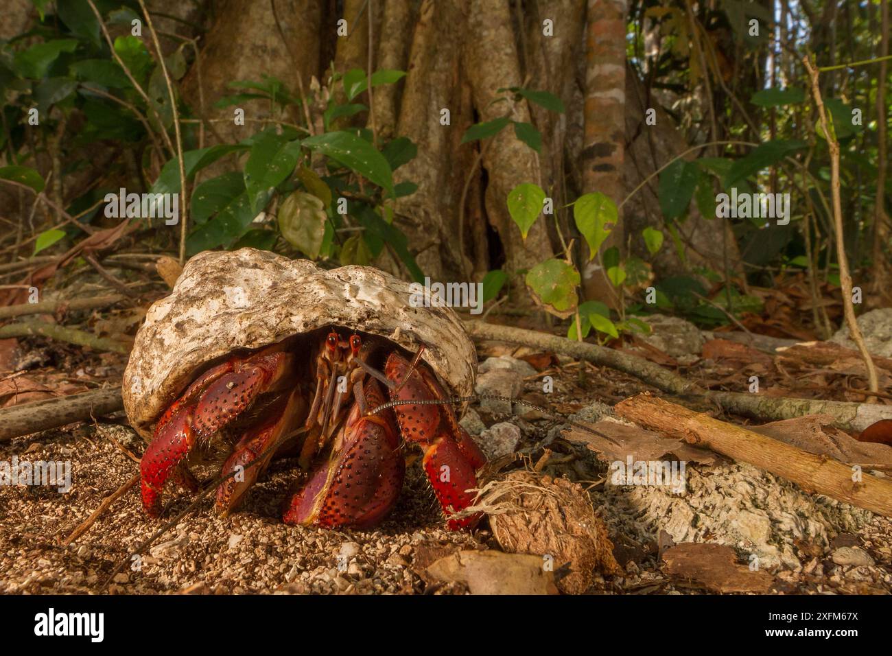 Einsiedlerkrebse (Coenobita clypeatus) in der Nähe von Cahuita, Costa Rica. Stockfoto