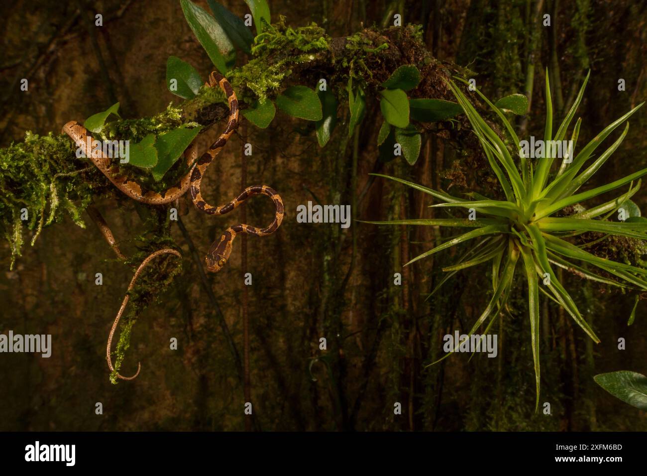 Stumpfköpfige Baumschlange (Imantodes cenchoa) auf der Abranch, La Selva Biological Station, Costa Rica. Stockfoto