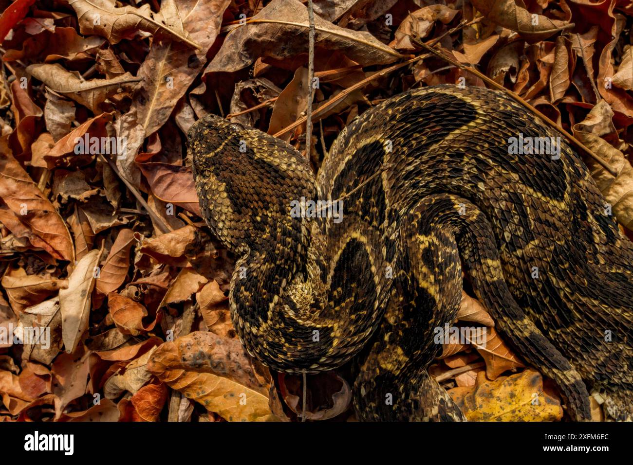 Puff adder (Bitis arietans) in blattsänfte getarnt, gorongosa National Park, Mosambik. Stockfoto