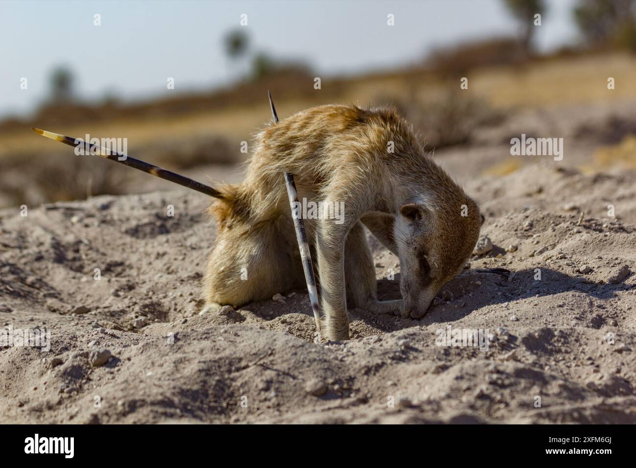 Erdmännchen (Suricata suricatta) sind kaum noch am Leben, mit Kafelstachelschweinen (Hystrix africaeaustralis) durch den Bauch. Kalahari-Wüste, Südafrika. Stockfoto