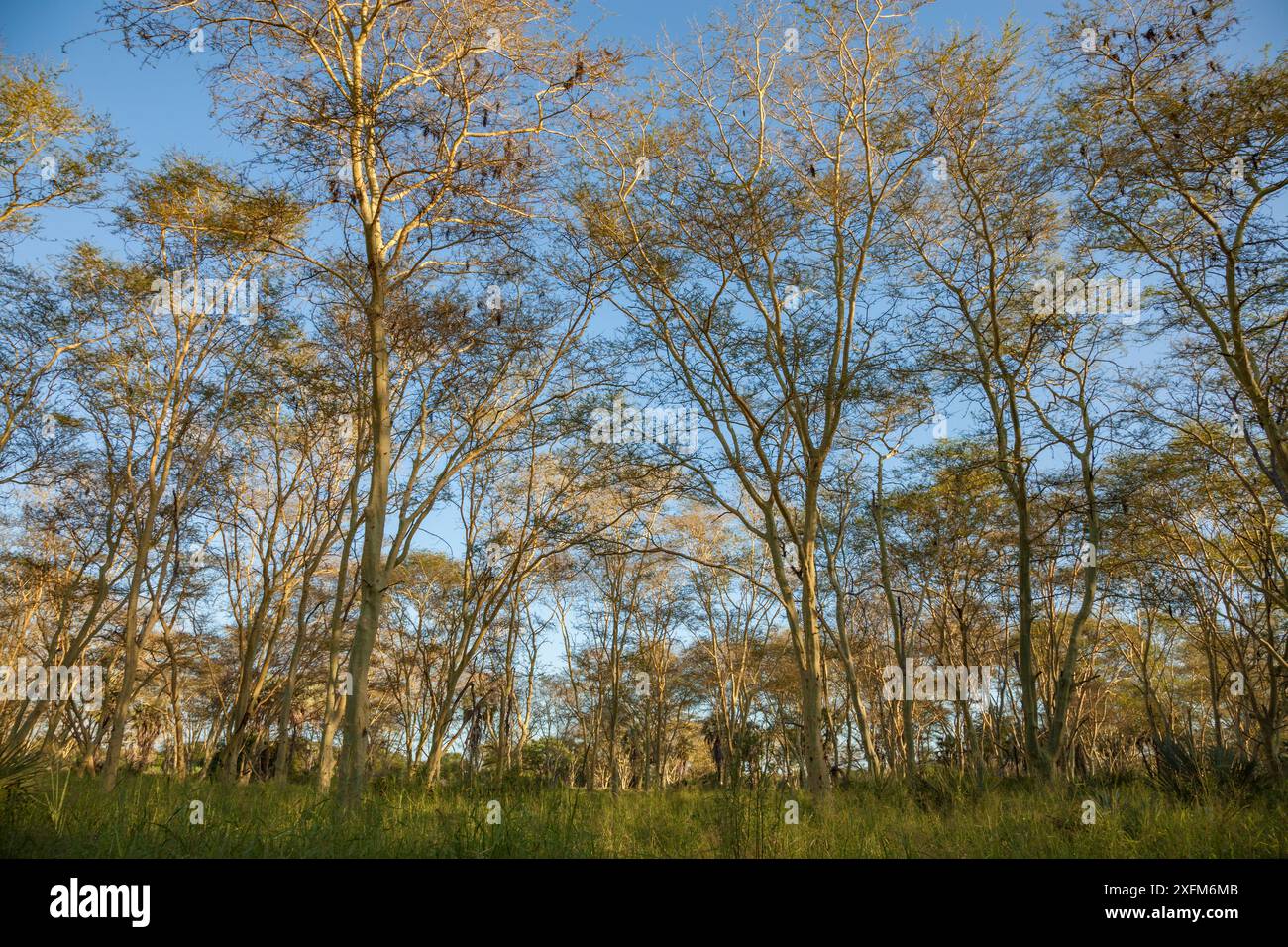 Fieberbäume (Vachellia xanthophloea) im Gorongosa-Nationalpark, Mosambik. Stockfoto