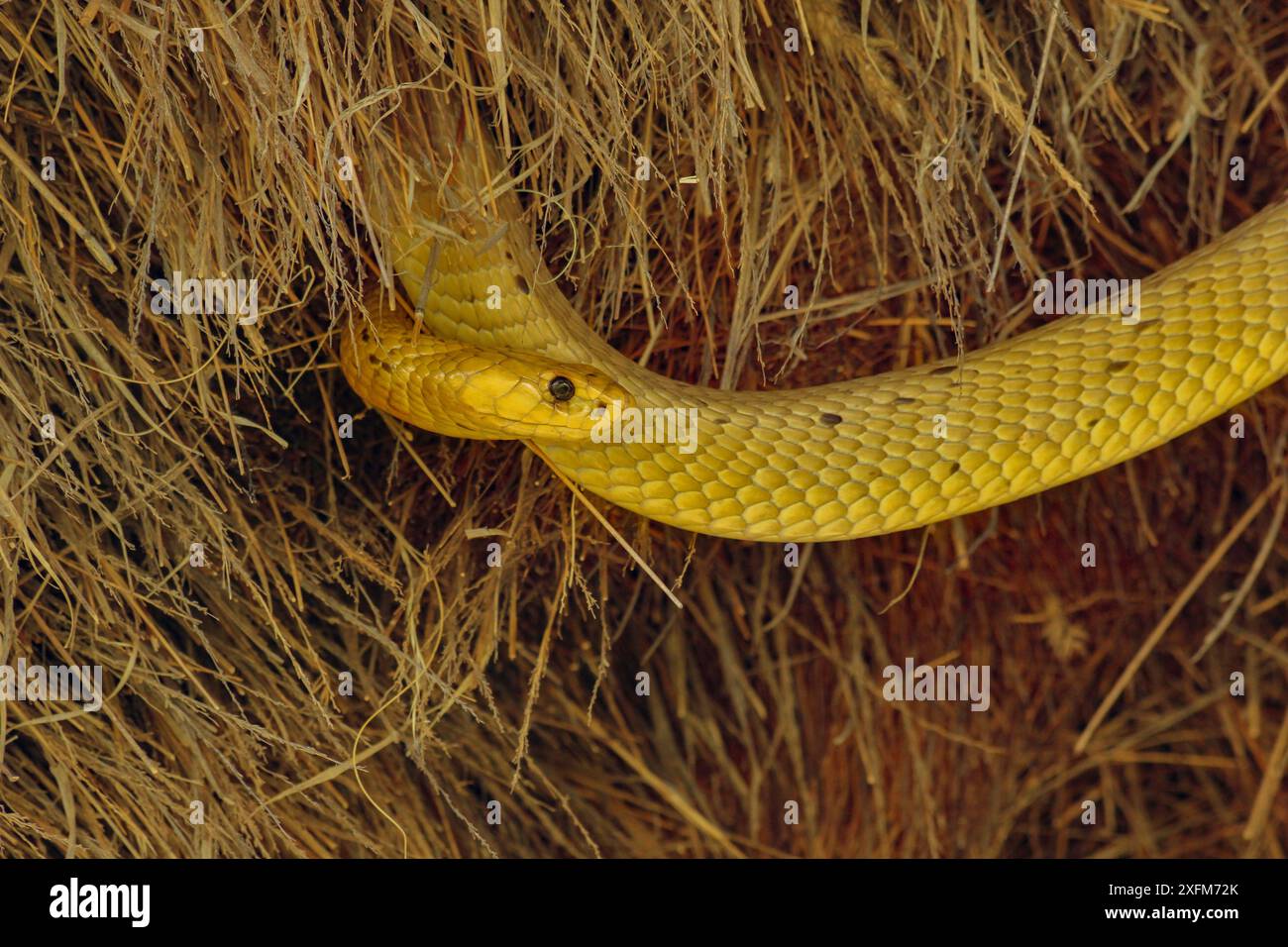 Hellgelbe kapkobra (Naja nivea) im Nest geselliger Weber (Philetairus socius) Kalahari Wüste, Südafrika. Stockfoto