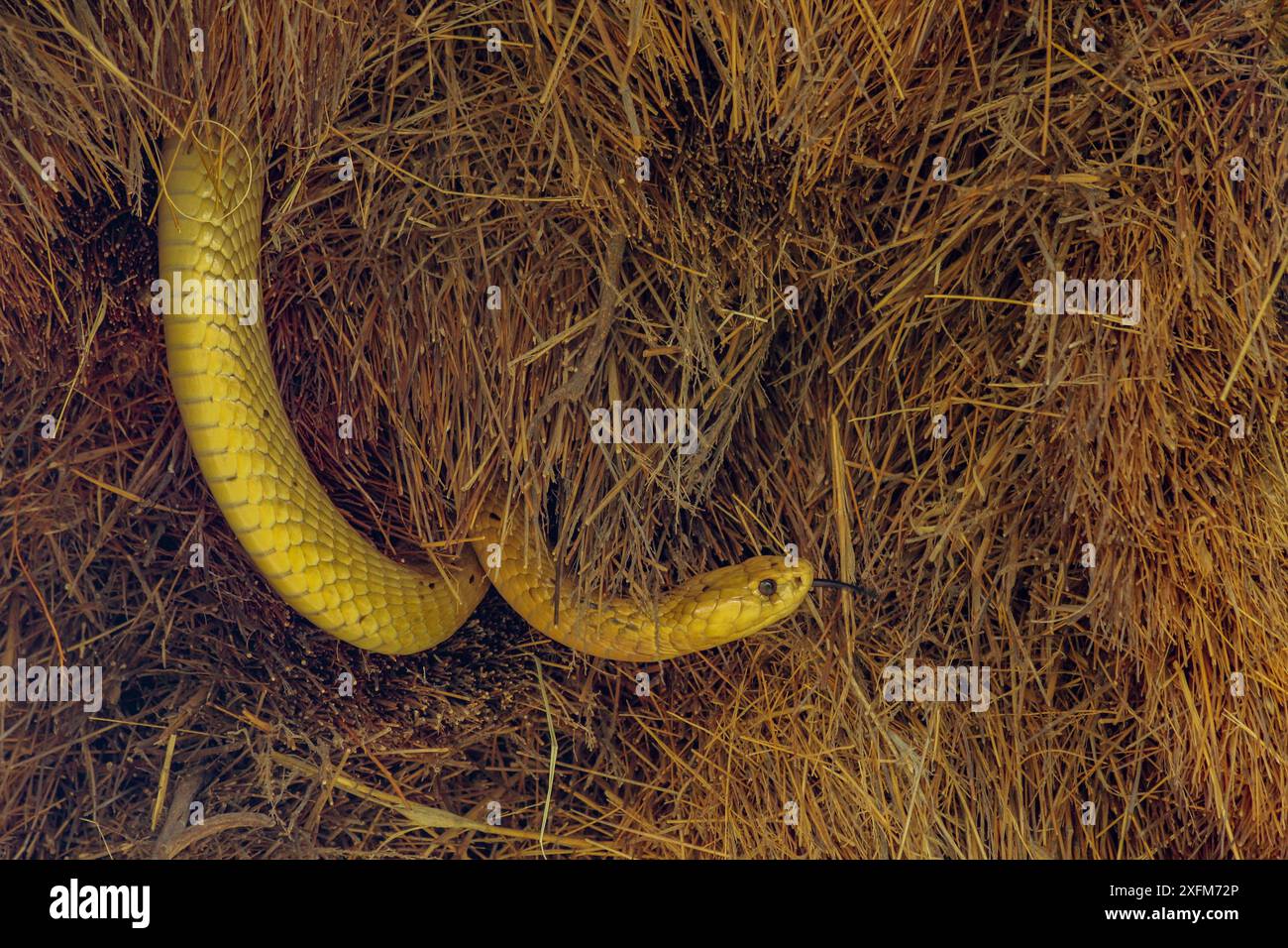 Das hellgelbe Cape Cobra (Naja nivea) schmeckt die Luft, während er das Nest geselliger Webervögel (Philetairus socius) in der Kalahari-Wüste, Südafrika, untersucht. Stockfoto