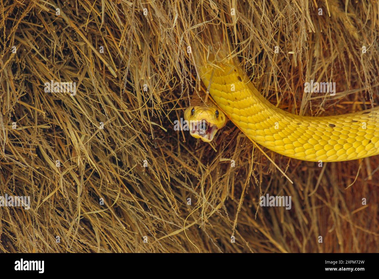 Hellgelbe kapkobra (Naja nivea) im Nest geselliger Weber (Philetairus socius) Kalahari Wüste, Südafrika. Stockfoto