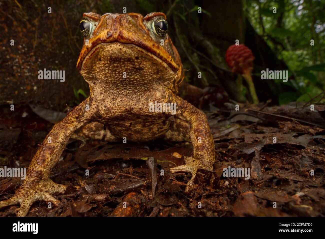 Rohrkröte (Rhinella Marina) in heimischem Lebensraum. Biologische Station Las Cruces, Costa Rica. Stockfoto