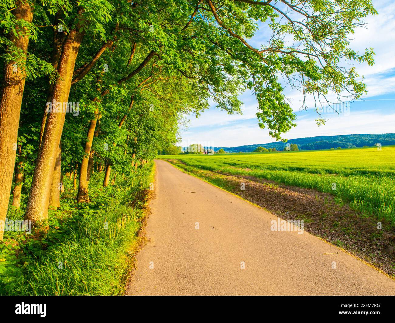 Eine asphaltierte Straße schlängelt sich an einem sonnigen Tag durch eine Reihe von Bäumen. Die Straße führt zu einem grasbewachsenen Feld in der Ferne. Stockfoto