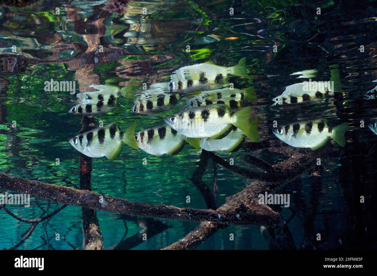 Archer Fish (Toxotes jaculatrix) in Mangroven (Rhizophora sp.) Mangrove Ridge, Yanggefo Island, Raja Ampat, West Papua, Indonesien, März 2016 Stockfoto