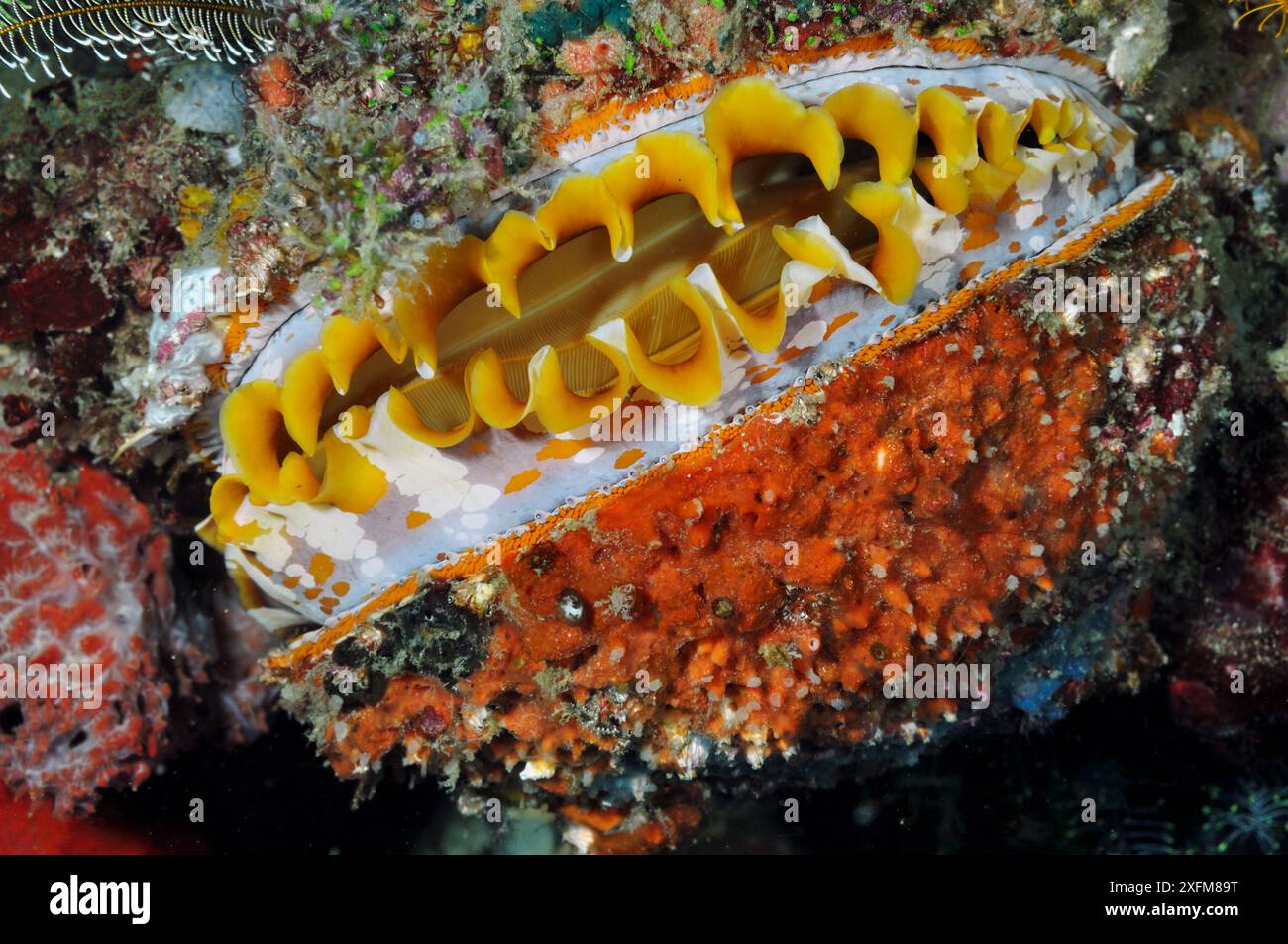 Variable Dornauster (Spondylus varius) Rinca, Komodo Nationalpark, Indonesien. Stockfoto