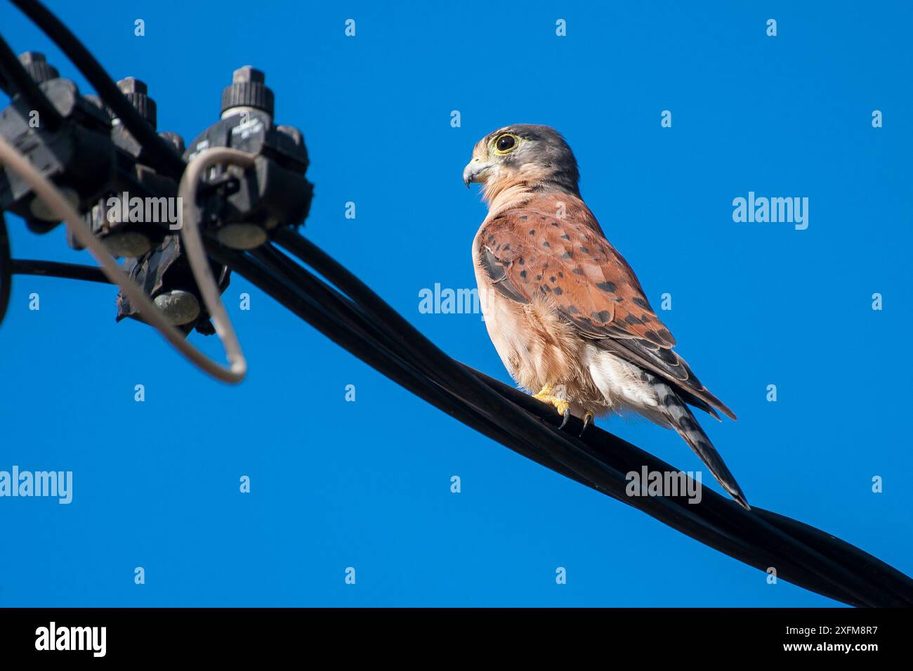 Seychellen Turmfalke (Falco araeus), thront auf den Draht, der Republik Seychellen gefährdete Arten. Stockfoto