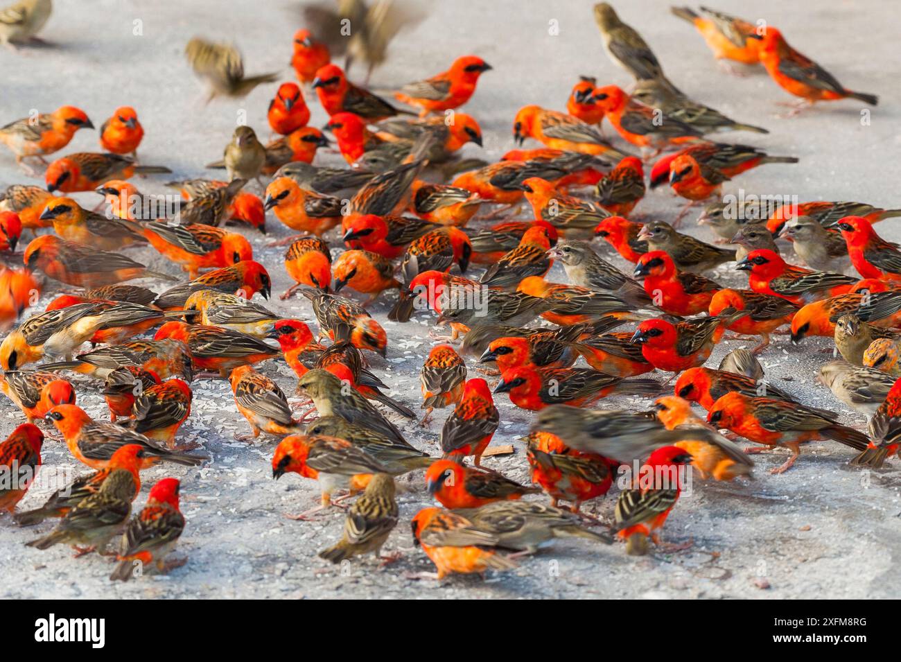 Madagaskar Fody (Foudia madagascariensis), Herde von Männchen und Weibchen, die Reis fressen, Praslin Island, Republik Seychellen Stockfoto