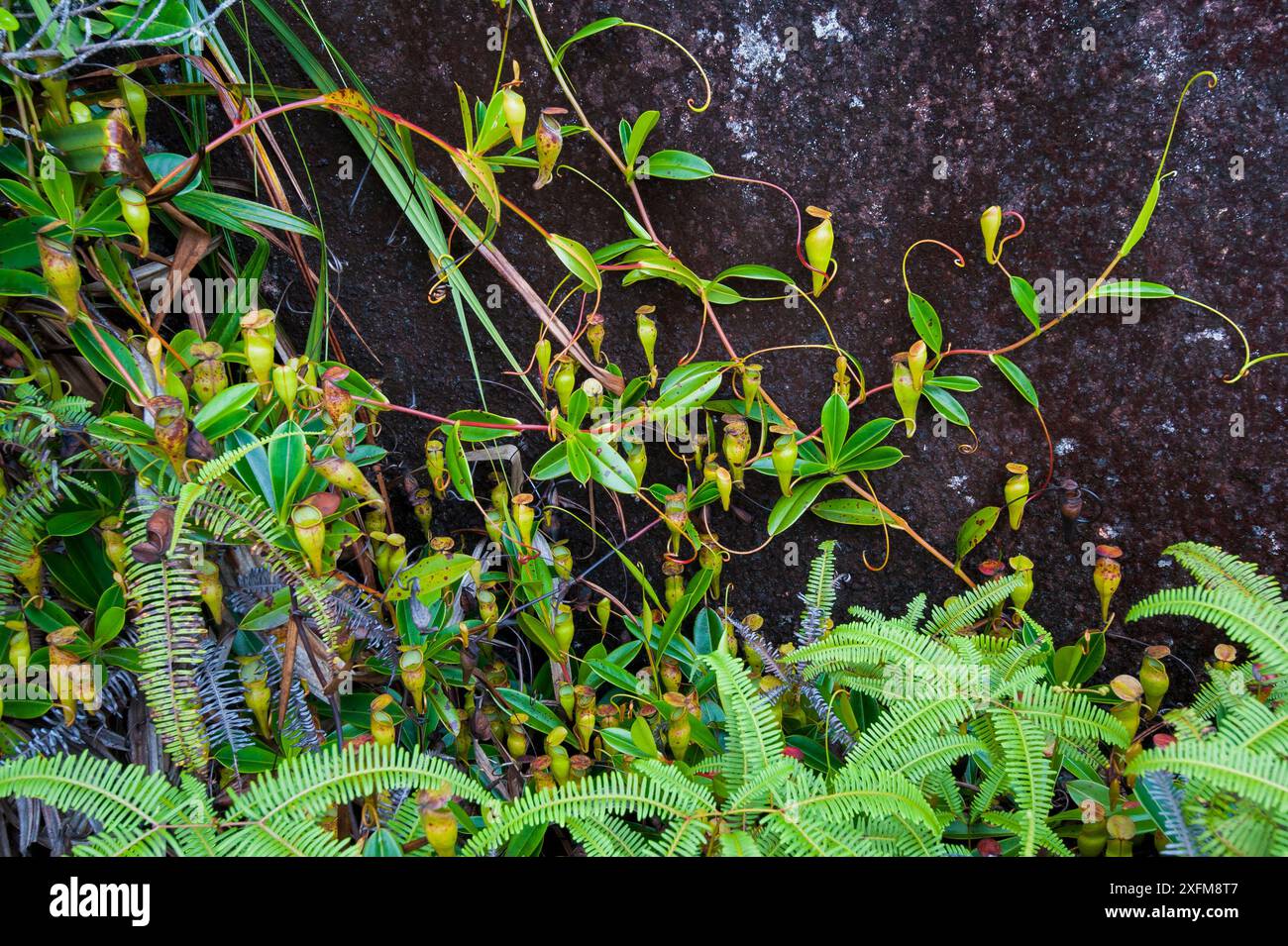 Seychelles Pitcher Plant (Nepenthes pervillei), Morne Seychelles National Park, Mahe Island, Republik Seychellen Stockfoto