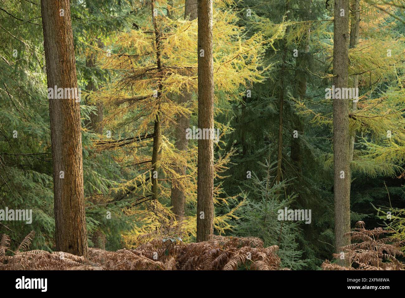 Mischwald in Mortimer Forest, Ludlow, Shropshire, Großbritannien Stockfoto