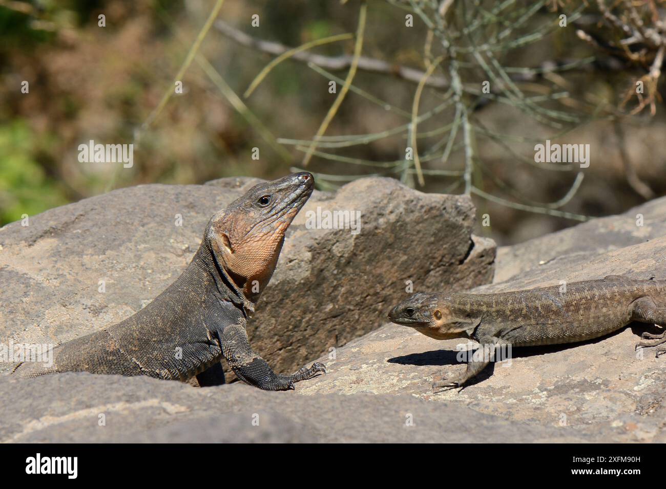 Erwachsene und junge männliche Gran Canaria Riesenechsen (Gallotia stehlini) auf vulkanischem Felsbrocken, Gran Canaria, Kanarische Inseln, Juni. Stockfoto