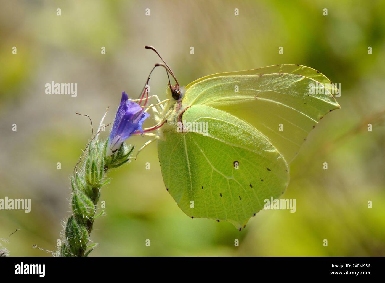 Schwefel-Schmetterling (Gonepteryx rhamni), Nektaring auf einer Viper's Bugloss Blume (Echium vulgare), Cares Gorge, Picos de Europa Mountains, Spanien, August. Stockfoto