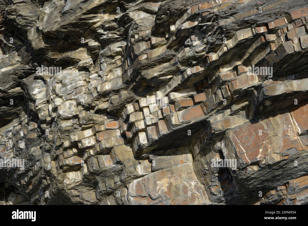 Nahaufnahme von Sandstein- und Schiefergesteinsschichten in Chevron Folds, Millook Haven Cliffs, Cornwall, Großbritannien, April 2014. Stockfoto