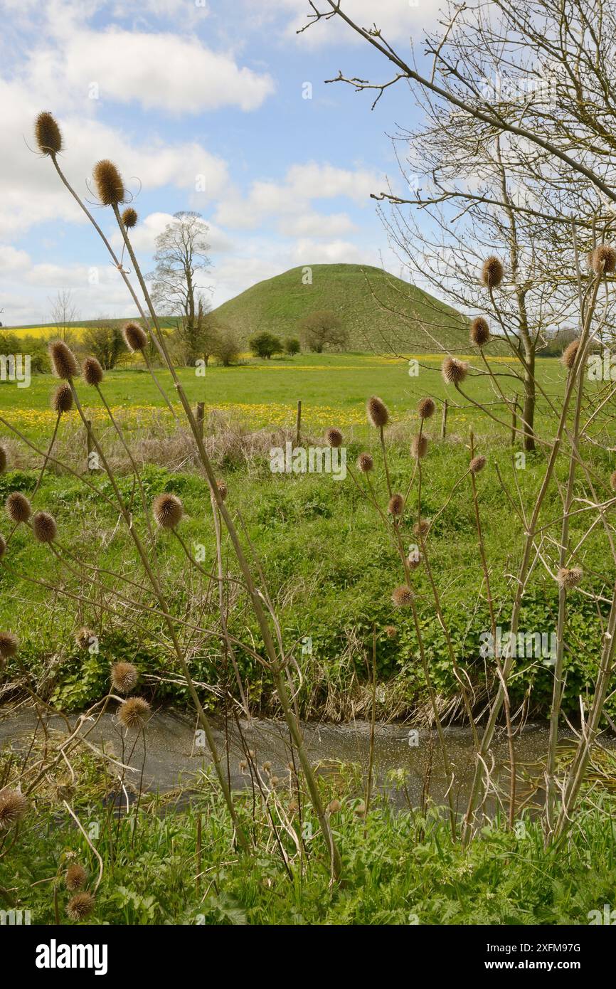 Teasel Samenkörner (Dipsacus sp.) Mit Silbury Hill, einem neolithischen Kreidehügel, einer der größten von Menschenhand geschaffenen prähistorischen Hügel der Welt, Wiltshire, Großbritannien, Mai 2015. Stockfoto