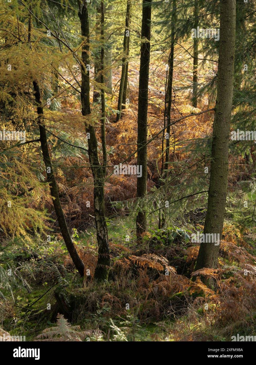 Mischwald in Mortimer Forest, Ludlow, Shropshire, Großbritannien Stockfoto