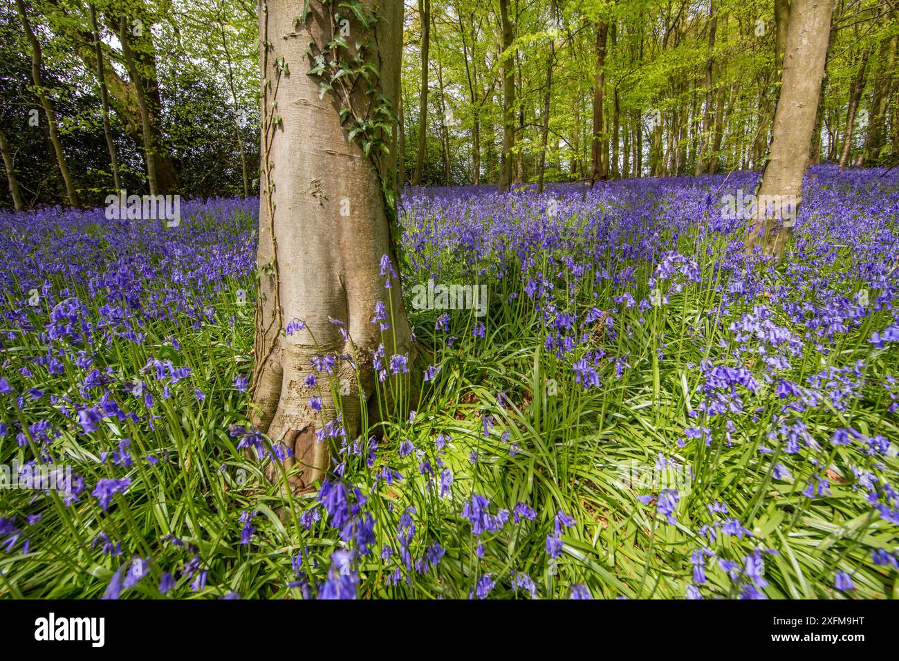 Buche (Fagus sylvatica) und Blauteller (Hyacinthoides non-scripta), Monmouthshire, Wales, Mai. Stockfoto