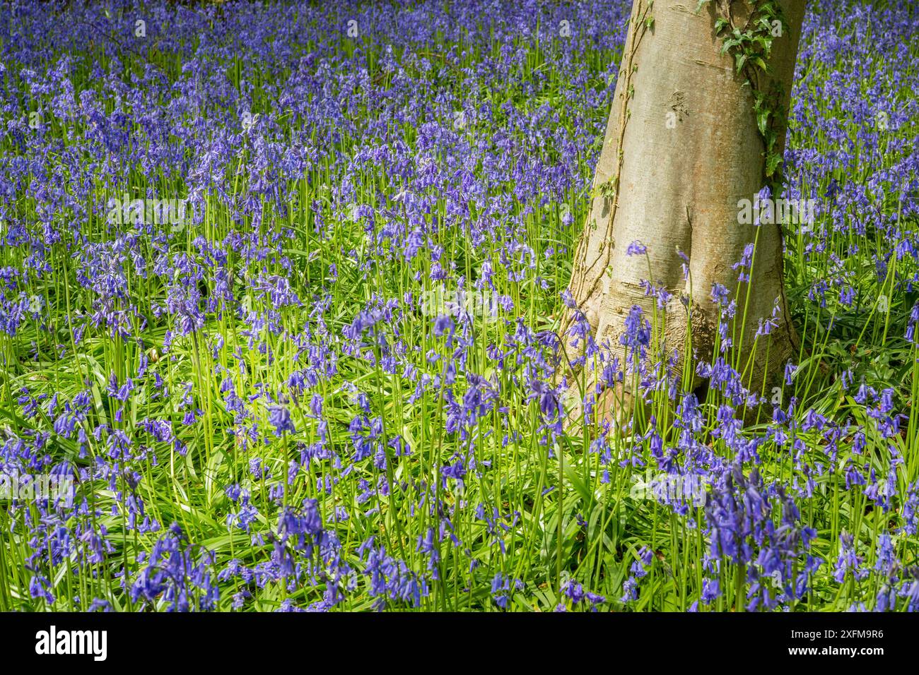 Buche (Fagus sylvatica) und Blauteller (Hyacinthoides non-scripta), Monmouthshire, Wales, Mai. Stockfoto