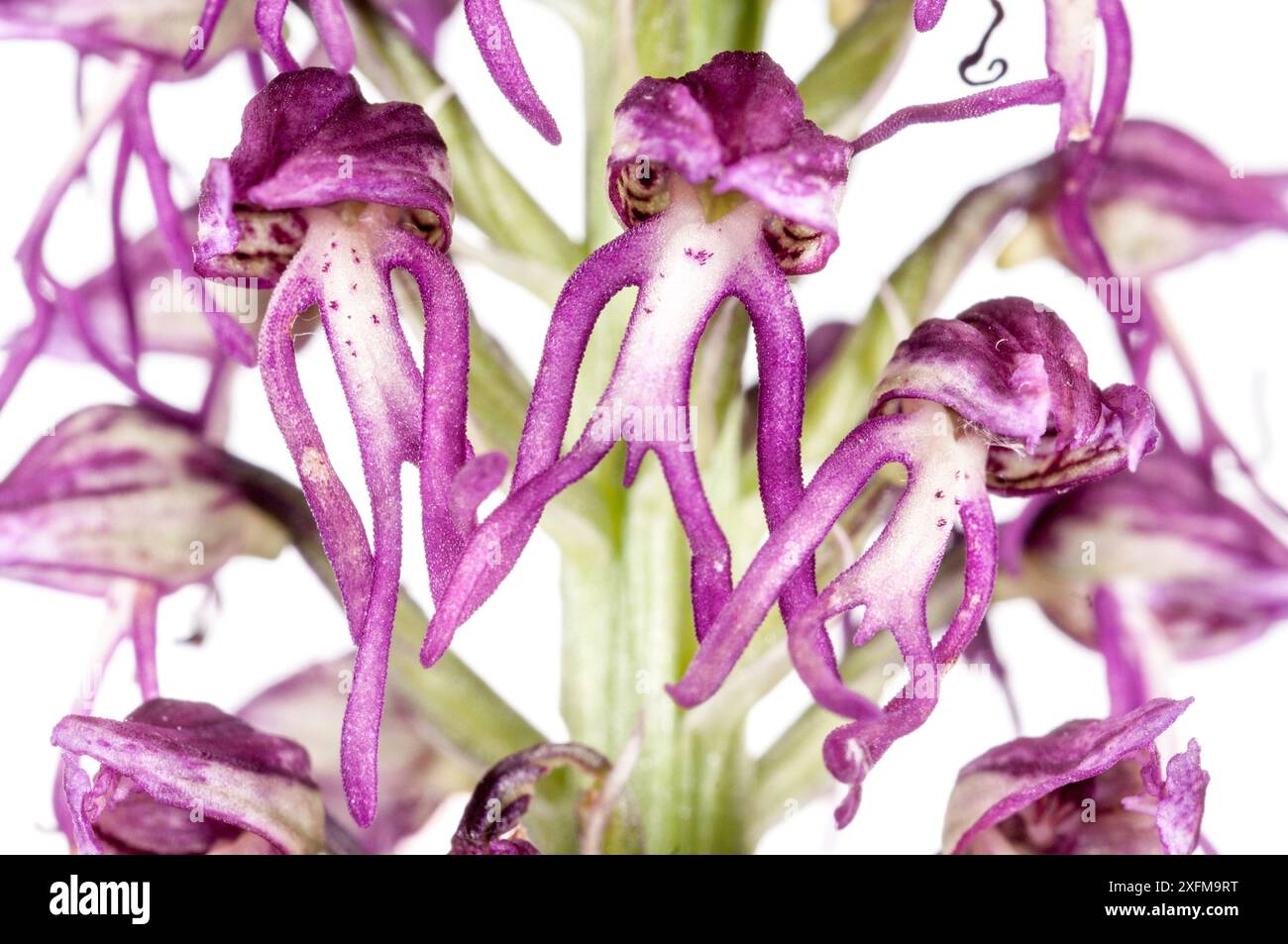 Orchidee (Orchiaceras x bergonii) ist eine natürliche Hybride zwischen Orchis anthropophorum (Orchis anthropophorum) und Affe Orchidee (Orchis simia) Preci bei Norcia, Umbrien Italien. Mai 2008. Stockfoto