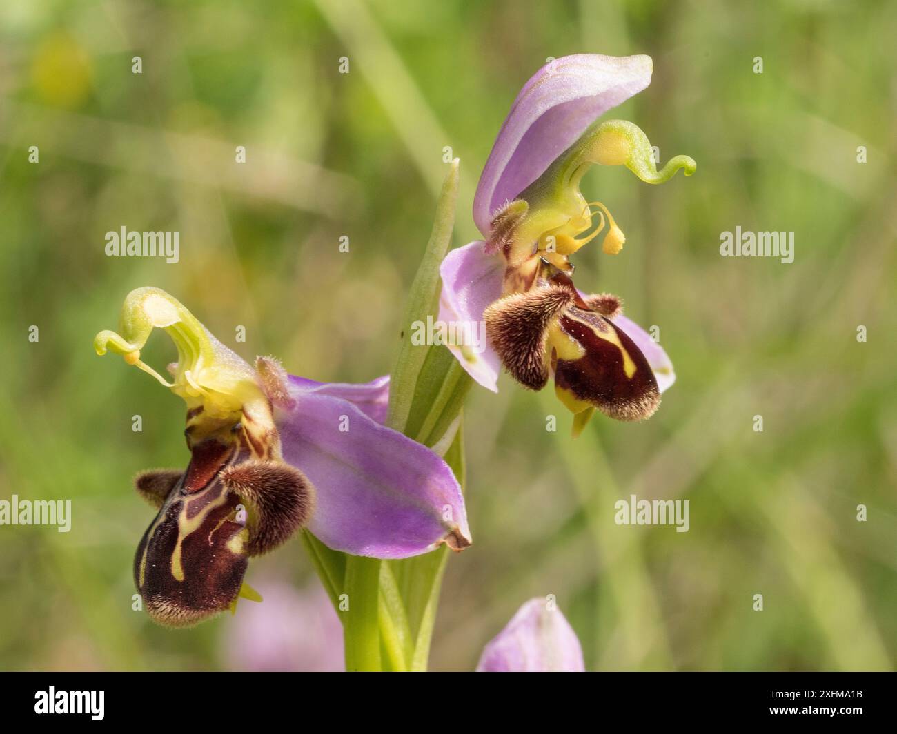 BienenOrchideen (Ophrys apifera) in der Nähe von Preci, Sibillini, Umbrien Italien Juni. Stockfoto